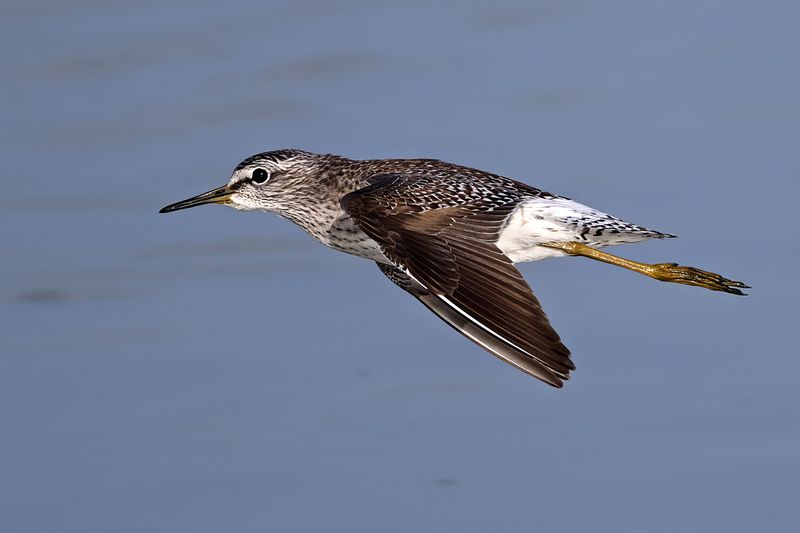 Wood Sandpiper (Tringa glareola)
