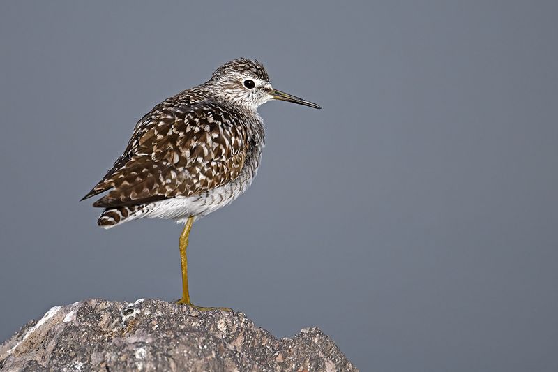 Gallery Wood Sandpiper
