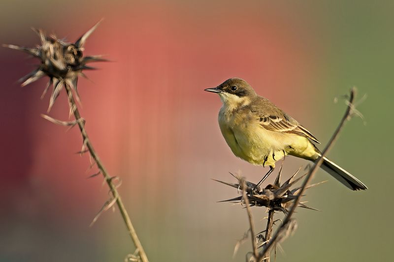 Gallery Yellow Wagtail