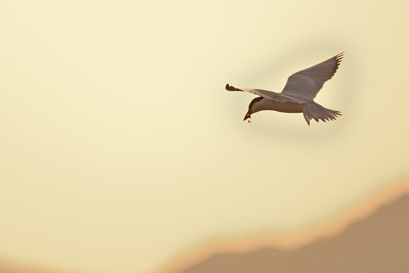 Gallery Gull-billed Tern