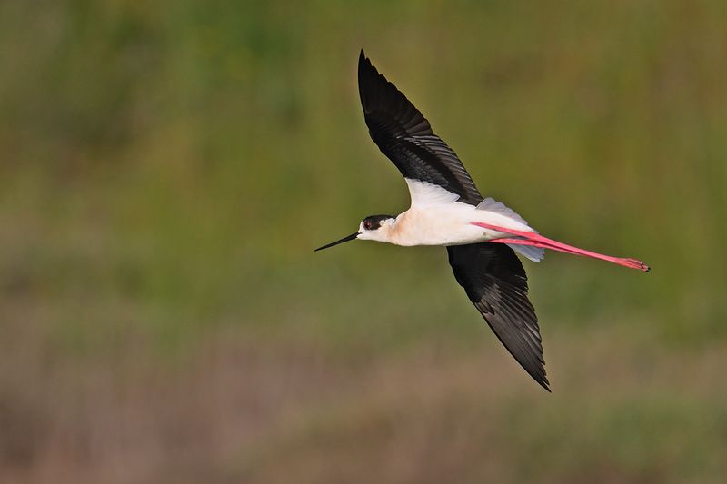 Gallery Black winged Stilt