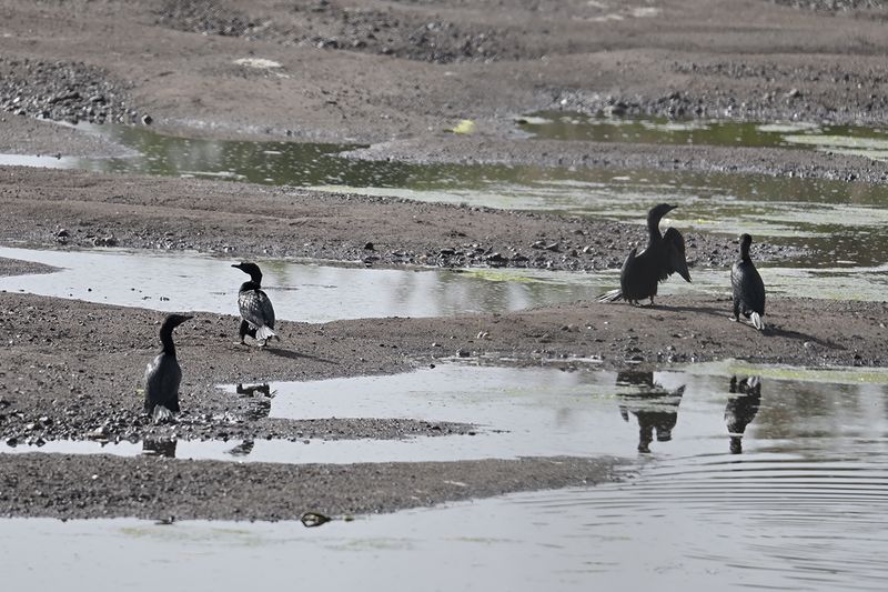 Gallery PygmyCormorant