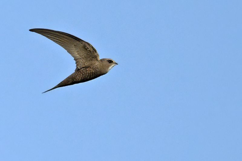 Pallid Swift (Apus pallidus)