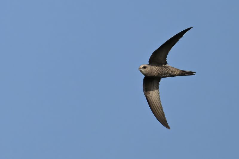 Pallid Swift (Apus pallidus)