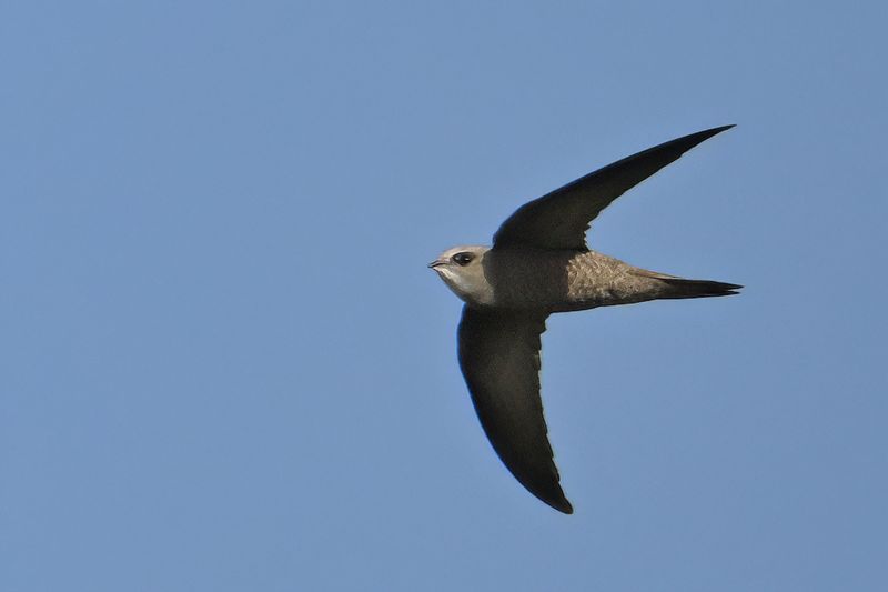 Gallery Pallid Swift