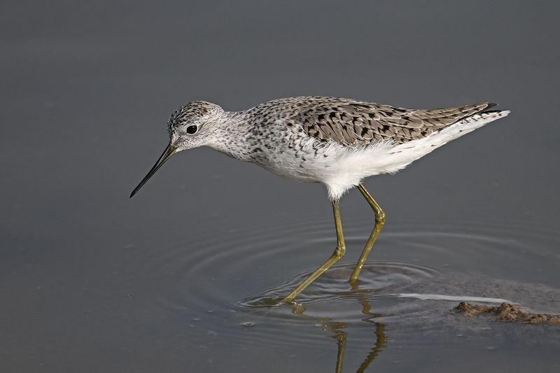 Marsh Sandpiper (Tringa stagnatilis)	