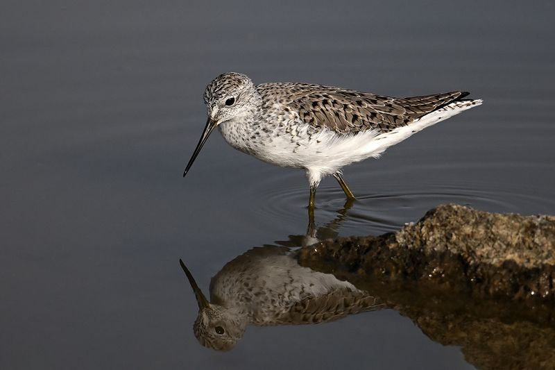 Marsh Sandpiper (Tringa stagnatilis)	