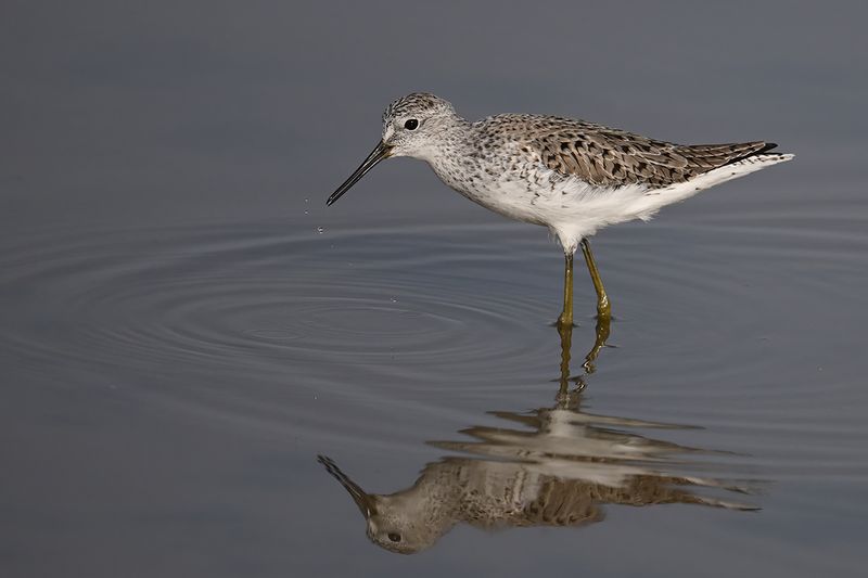 Marsh Sandpiper (Tringa stagnatilis)	