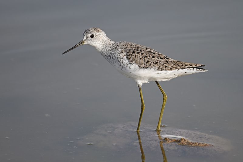 Marsh Sandpiper (Tringa stagnatilis)	