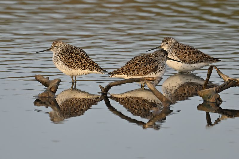 Gallery Marsh Sandpiper