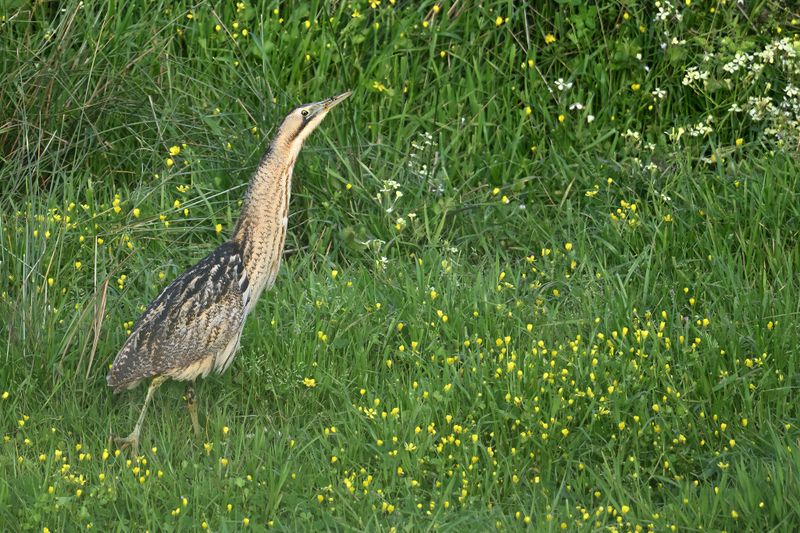 Gallery Great Bittern