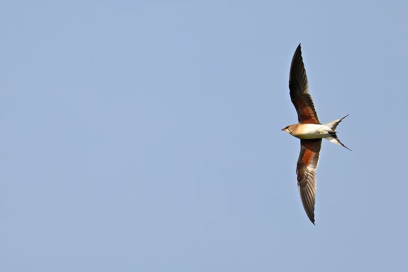 Collared pratincole (Glareola pratincola)