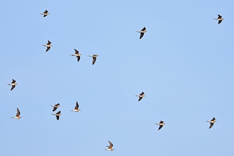 Collared pratincole (Glareola pratincola)