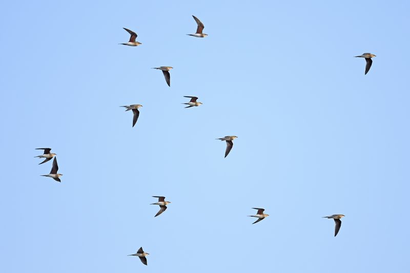 Collared pratincole (Glareola pratincola)