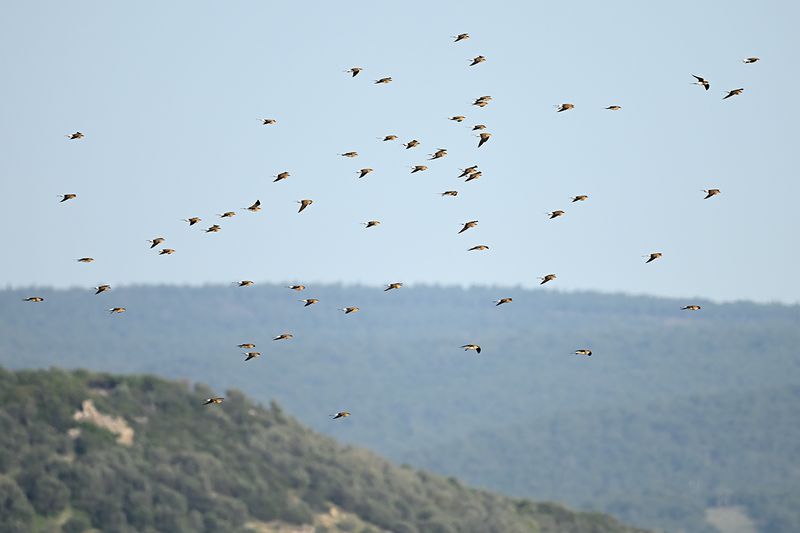 Collared pratincole (Glareola pratincola)