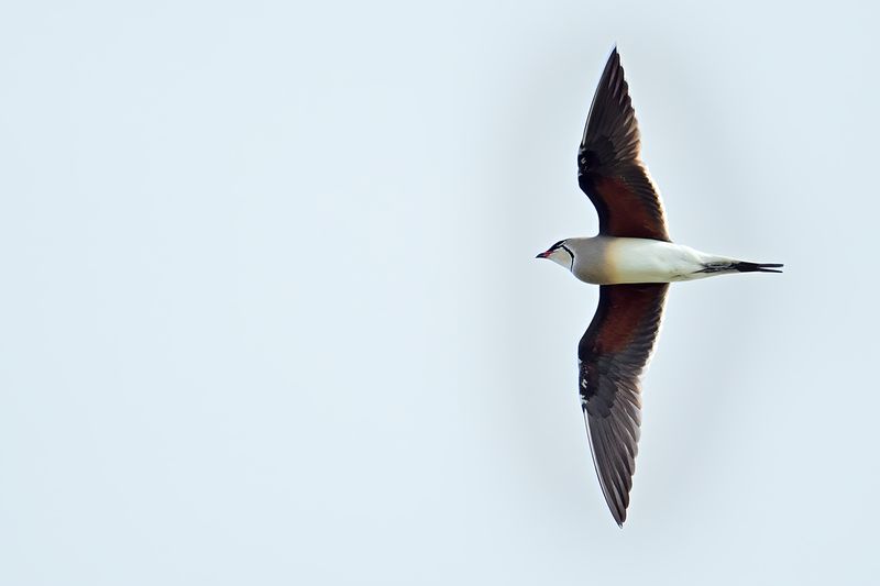 Collared pratincole (Glareola pratincola)