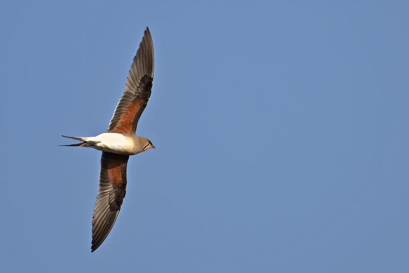 Gallery Collared Pratincole