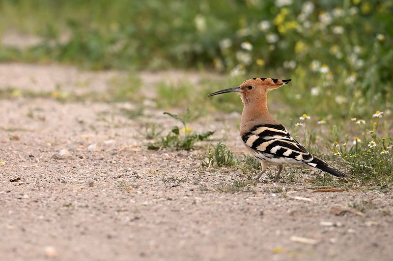 Hoopoe (Upupa epops)