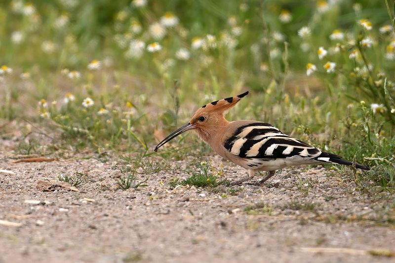 Hoopoe (Upupa epops)