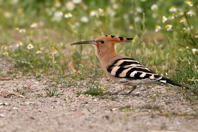 Hoopoe (Upupa epops)