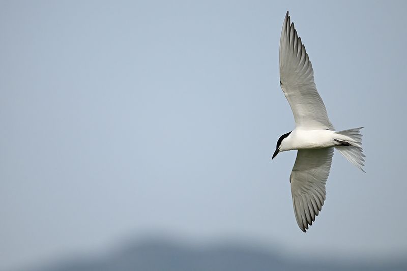 Gallery Gull-billed Tern