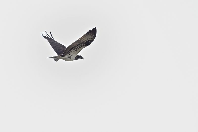 Gallery Osprey World
