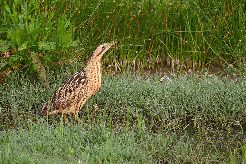 Great Bittern (Botaurus stellaris)