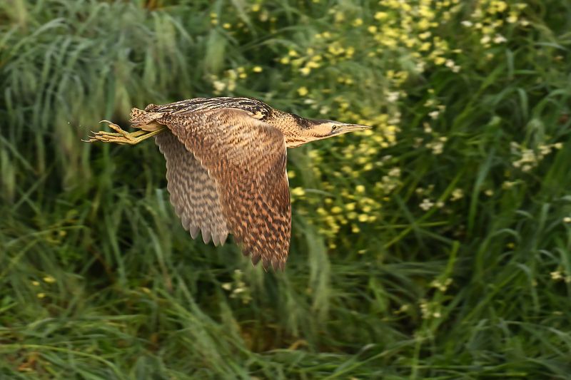 Great Bittern (Botaurus stellaris)