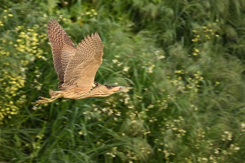 Great Bittern (Botaurus stellaris)