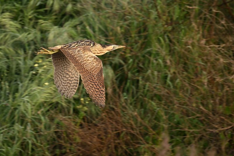 Great Bittern (Botaurus stellaris)
