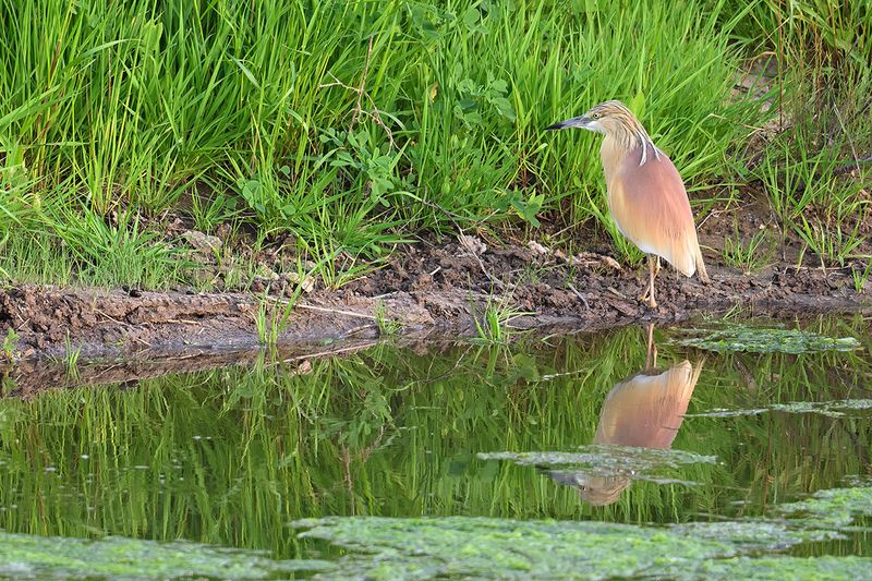 Gallery Squacco Heron