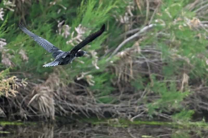 Pygmy Cormorant (Microcarbo pygmaeus)