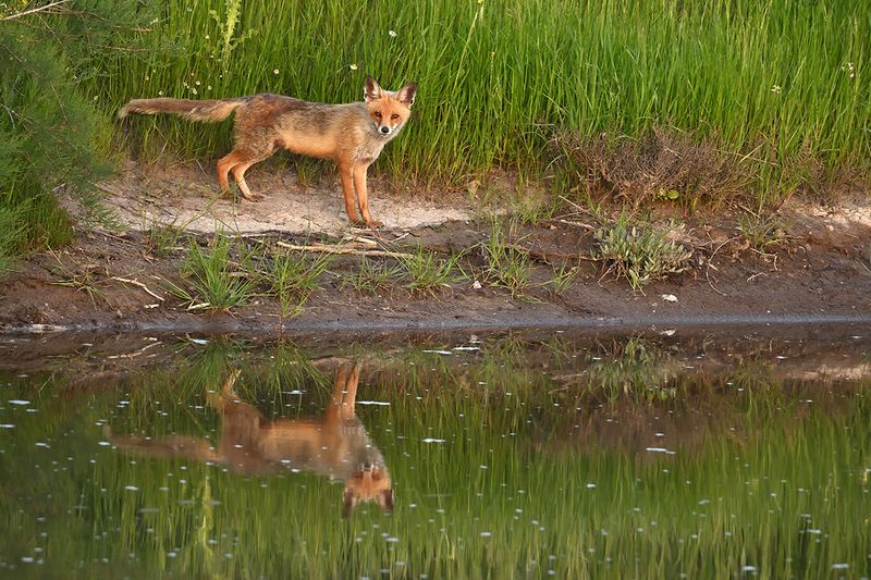 Eurasian Red Fox - (Vulpes vulpes crucigera)