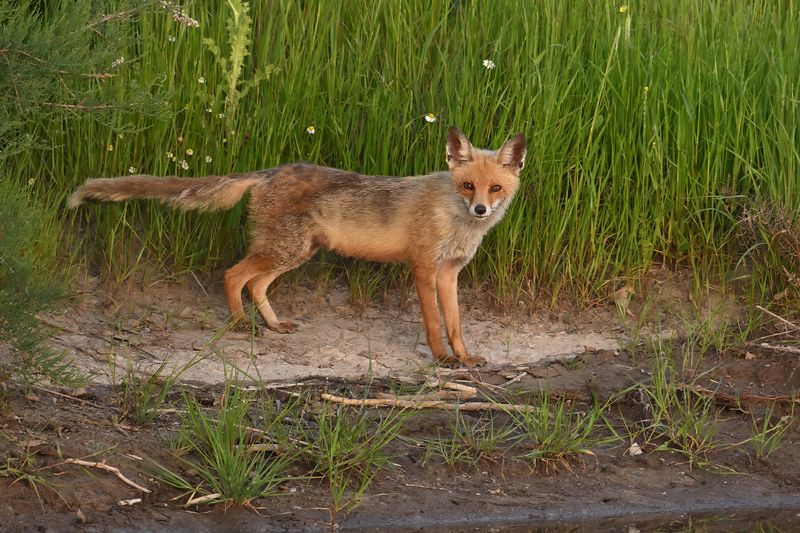 Gallery Eurasian Red Fox