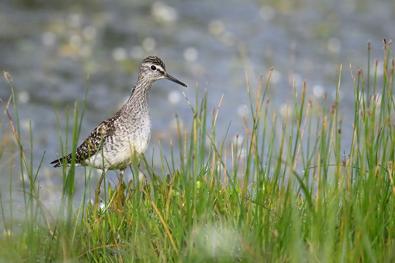 Wood Sandpiper (Tringa glareola)