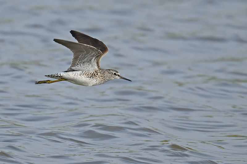 Wood Sandpiper (Tringa glareola)
