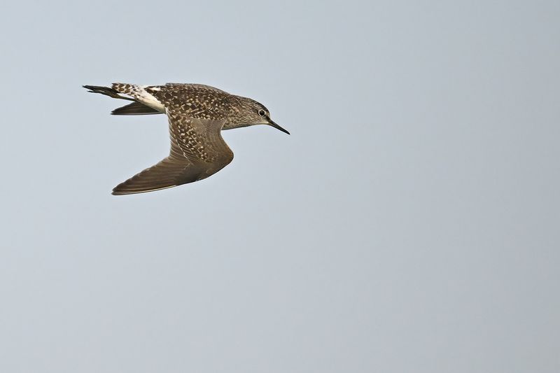 Wood Sandpiper (Tringa glareola)