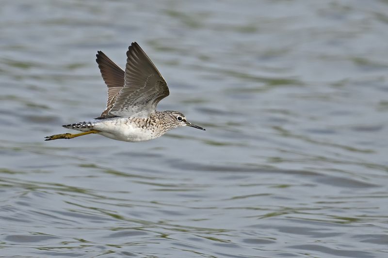 Wood Sandpiper (Tringa glareola)