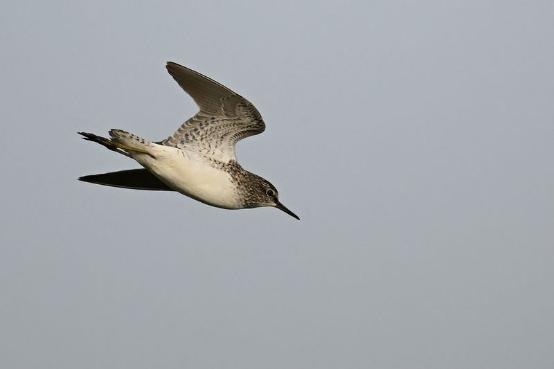 Wood Sandpiper (Tringa glareola)