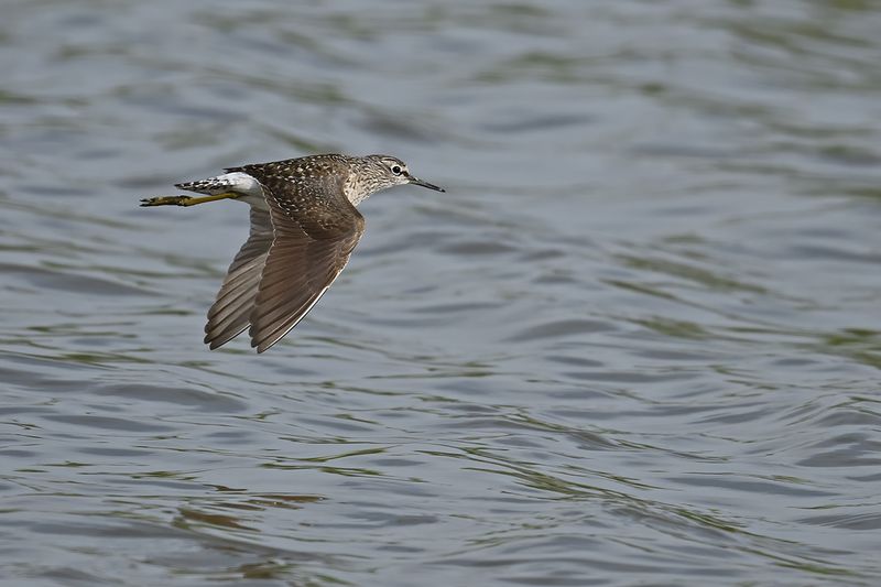 Wood Sandpiper (Tringa glareola)
