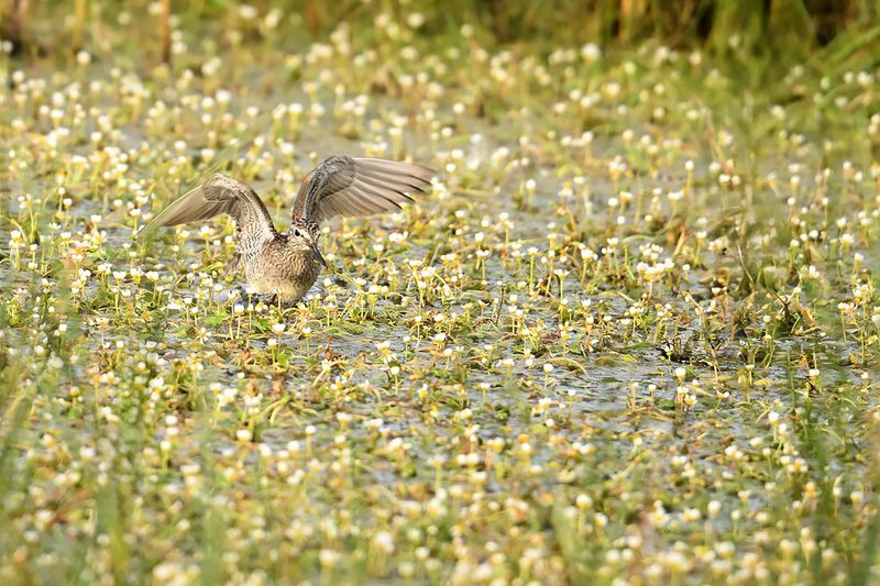 Wood Sandpiper (Tringa glareola)