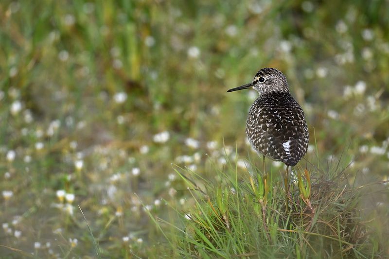 Gallery Wood Sandpiper