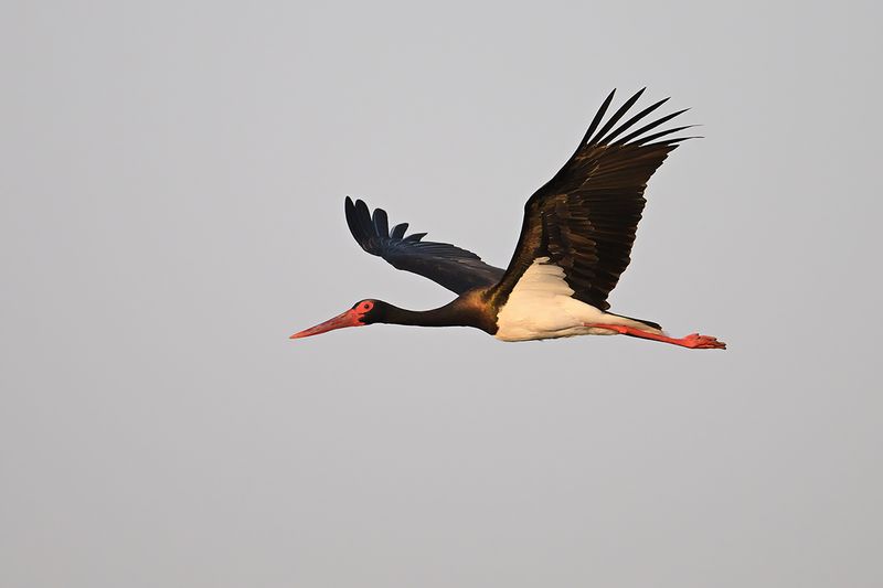 Black Stork (Ciconia nigra)