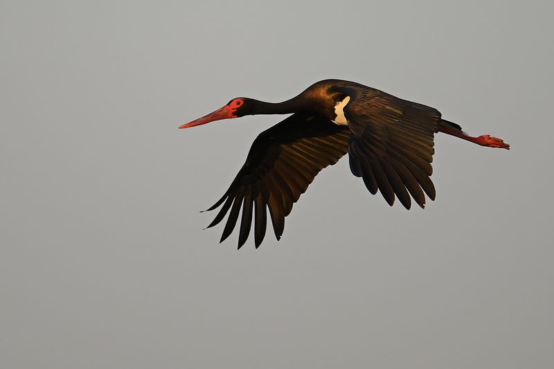 Black Stork (Ciconia nigra)