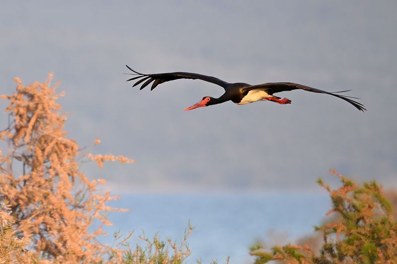 Black Stork (Ciconia nigra)