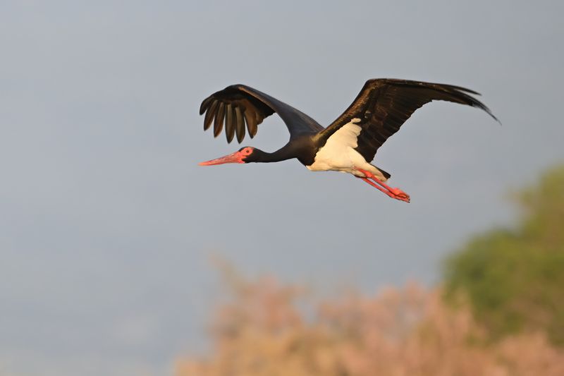 Black Stork (Ciconia nigra)