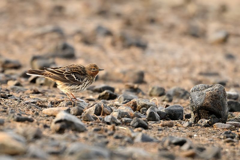 Red-throated Pipit (Anthus cervinus)