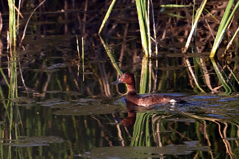 Ferruginous Duck (Aythya nyroca)	