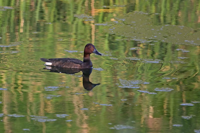 Ferruginous Duck (Aythya nyroca)	