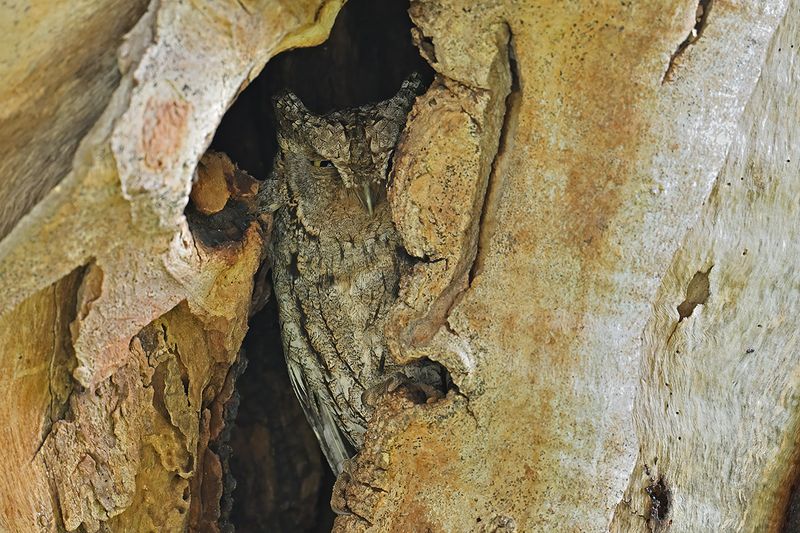 European Scops Owl (Otus scops)	